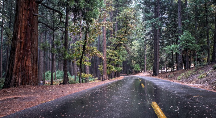 Road through a forest with tall trees