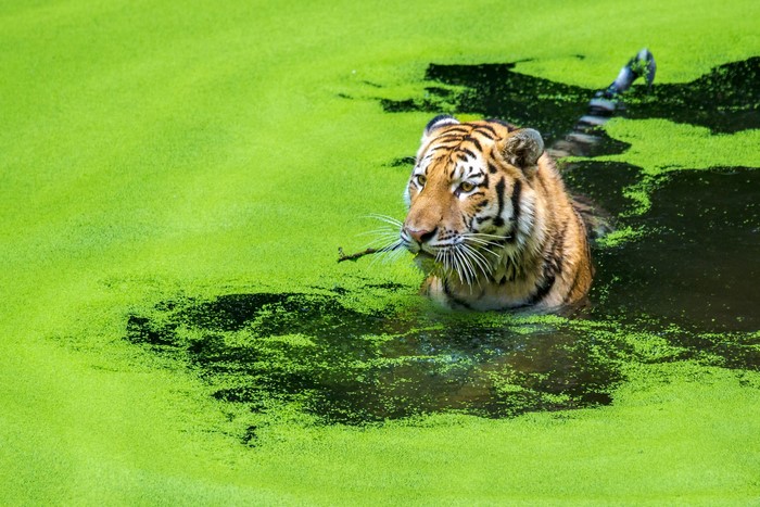 Tiger in green water with a stick