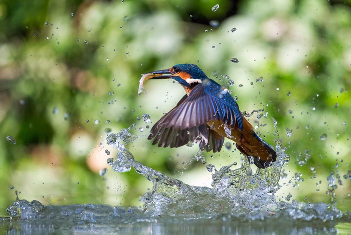 Common Kingfisher with fish in water splash