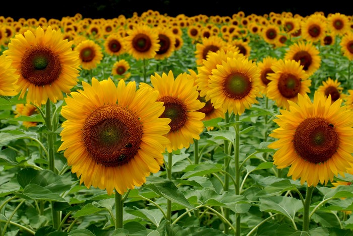 Field of Sunflowers
