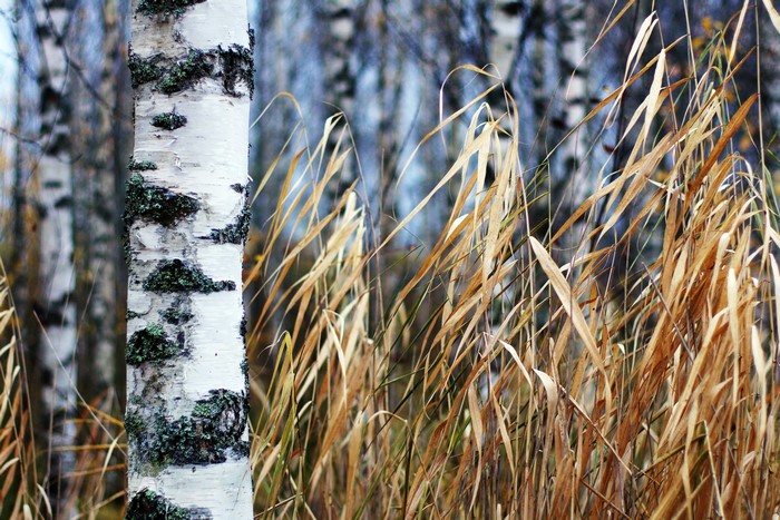 Birch tree trunk with dry grass in a forest