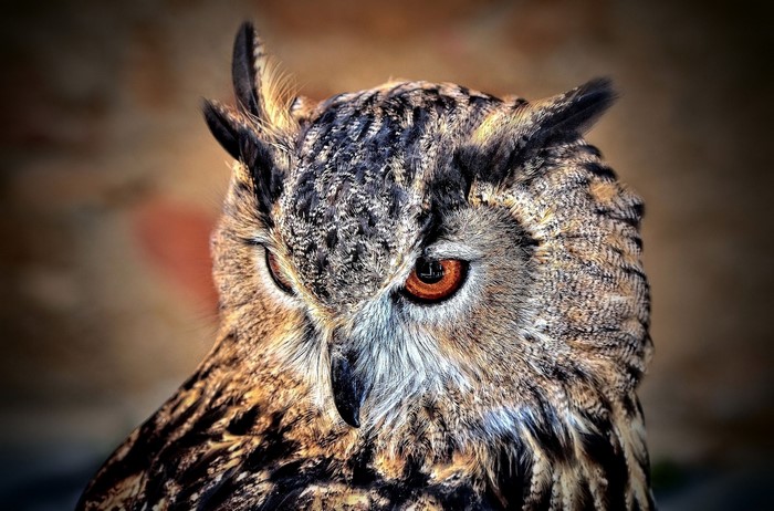 Eurasian Eagle-Owl close-up