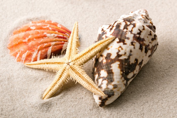 Starfish and Shells on Sand