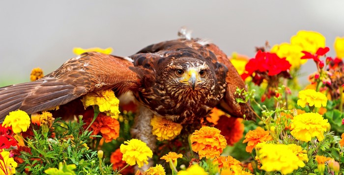 Hawk perched among colorful flowers