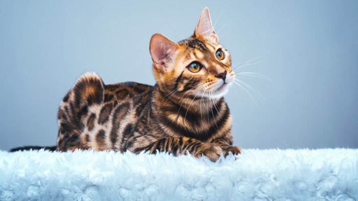 Bengal cat lying on a fluffy surface