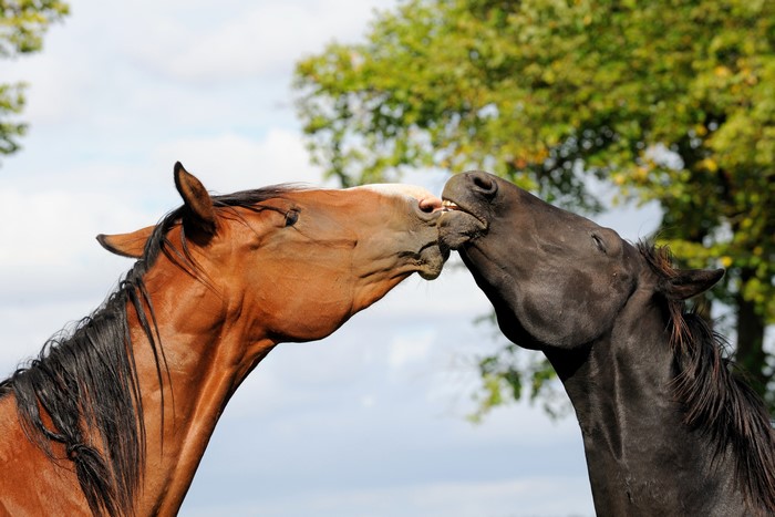 Two horses kissing