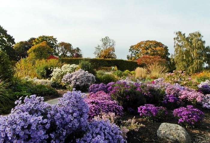 Grugapark Essen Germany autumn garden with chrysanthemums