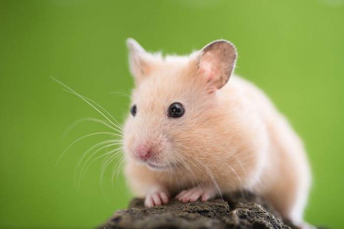 4K Hamster Closeup
