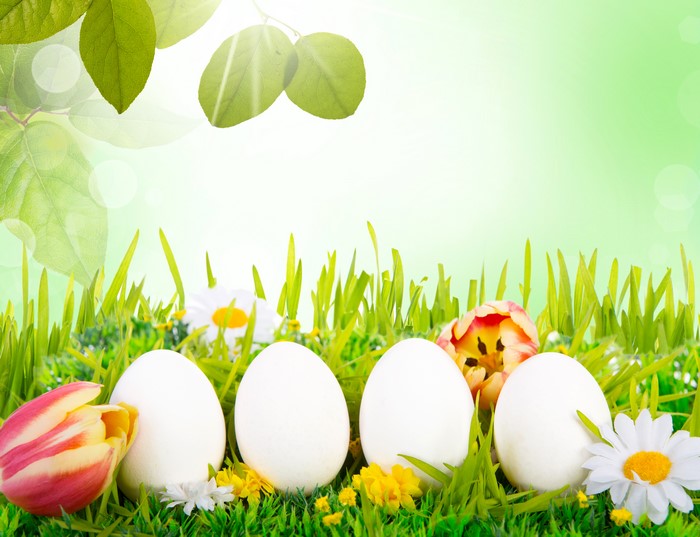 Easter Eggs in Grass with Tulips and Daisies