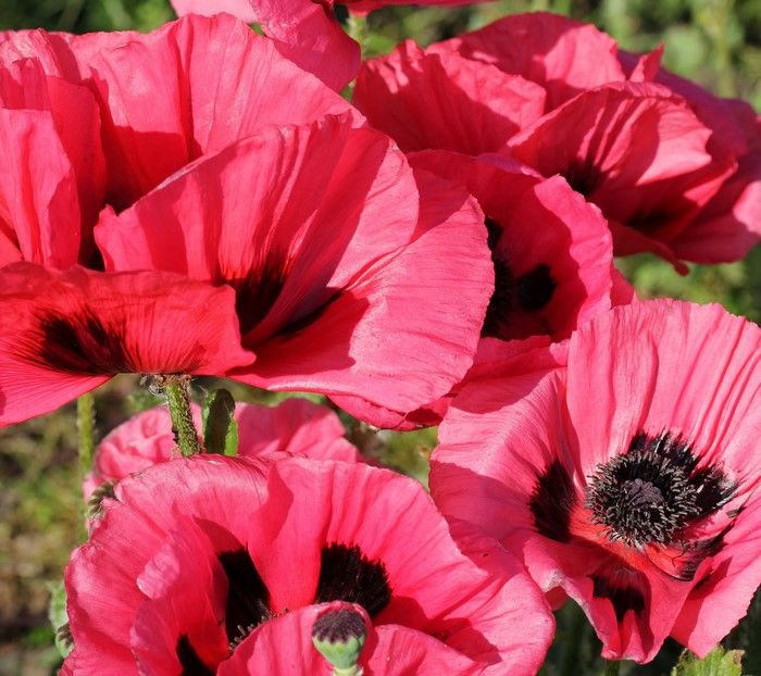 Close-up of pink poppies with black centers