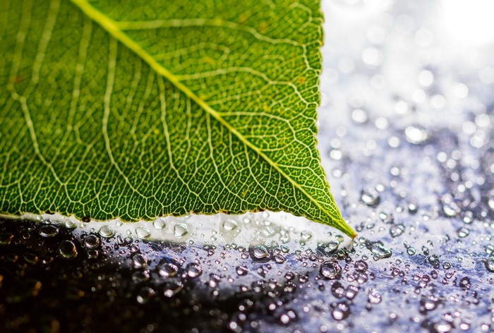 Green leaf with water drops on a dark surface