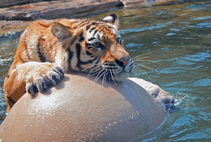Tiger resting on a rock in water