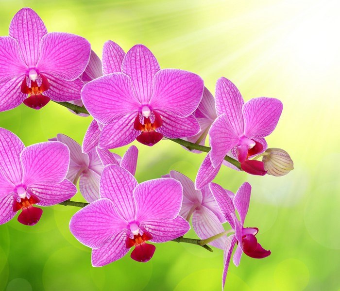 Pink orchids with green bokeh background