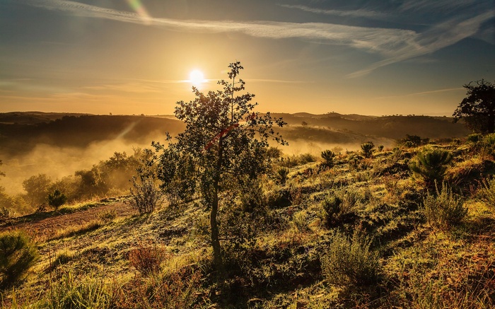 Sunrise over misty hills with a lone tree