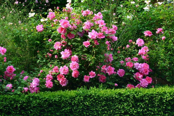 Pink Roses and Green Hedge