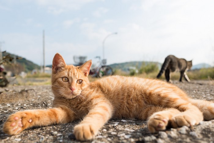 Ginger cat lying on the ground with another cat in the background