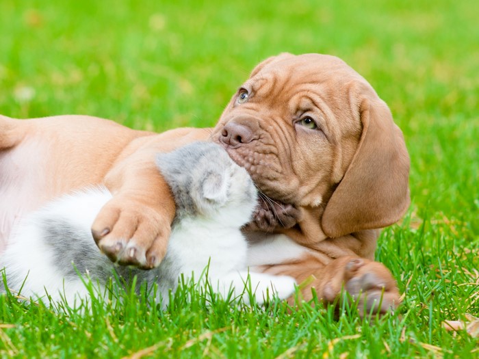 Puppy and Kitten Playing on Grass