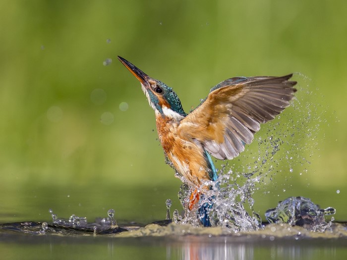 Common Kingfisher splashes in water