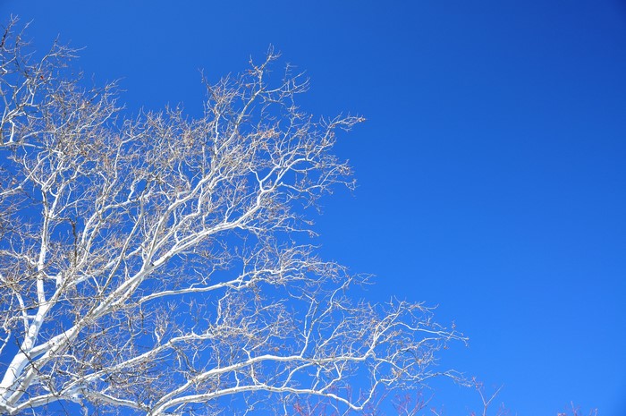 Bare tree branches against a bright blue sky