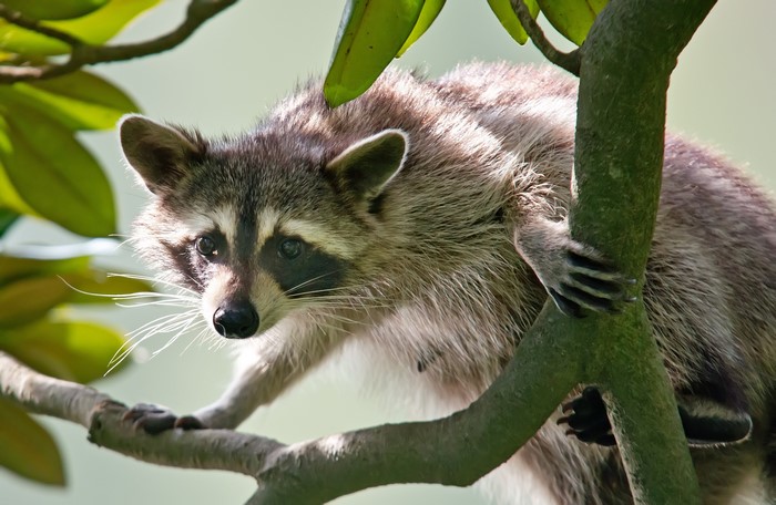 Raccoon perched on a tree branch