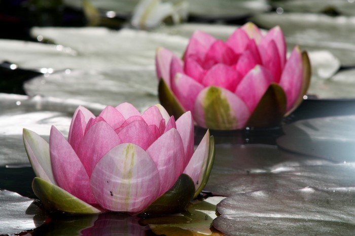 Two pink water lilies on a pond