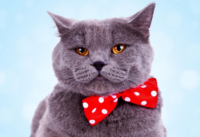 British Shorthair cat with red polka dot bow tie