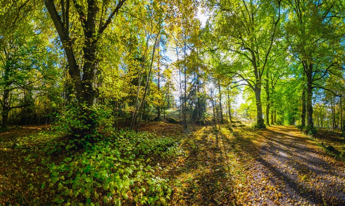 Forest with trees and a trail