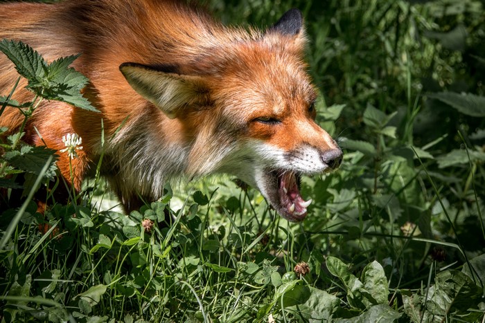 Fox yawning in grass