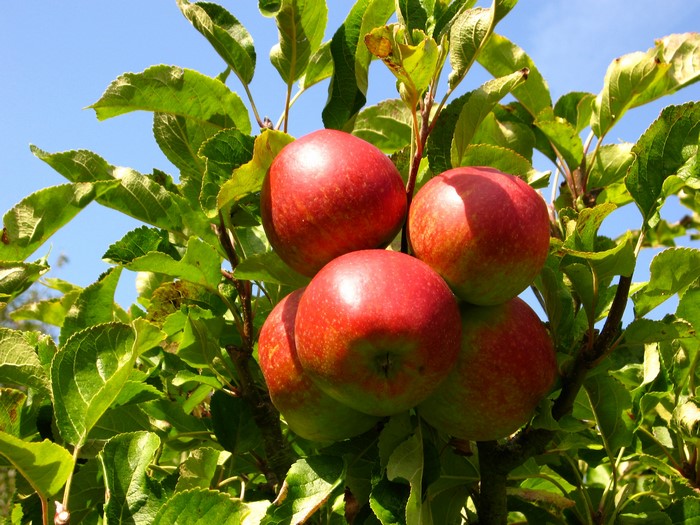 Red apples on a tree branch