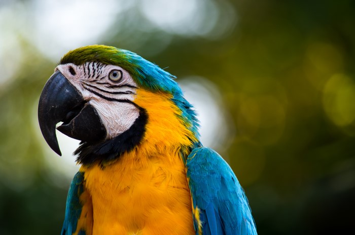 Blue and yellow macaw parrot
