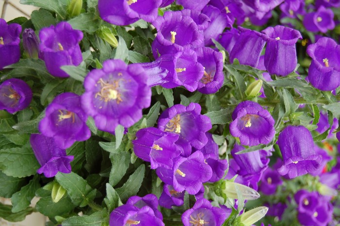 Purple bellflowers in bloom