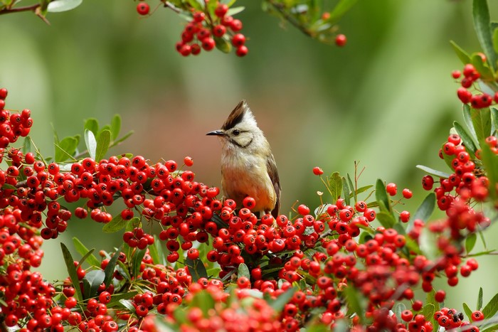 Bird perched on a branch with red berries