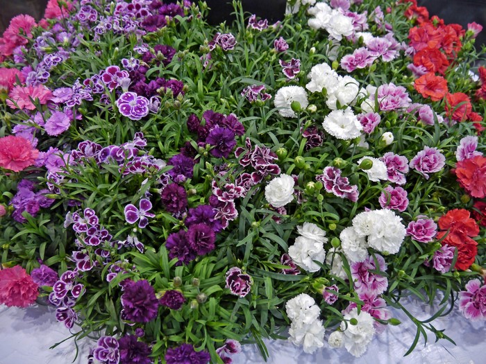 Vibrant Colorful Carnations Bouquet