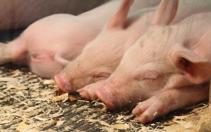 Three sleeping piglets on wood shavings