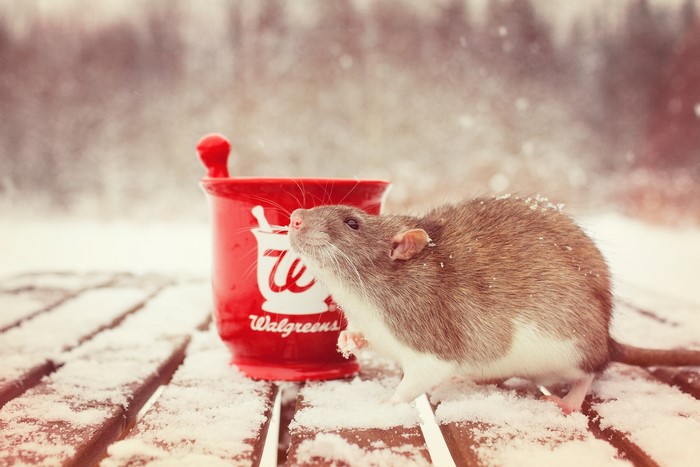 Rat and Walgreens mug in the snow