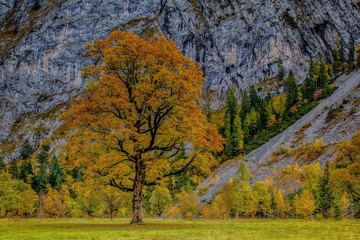 Autumn trees in Karwendel, Austria