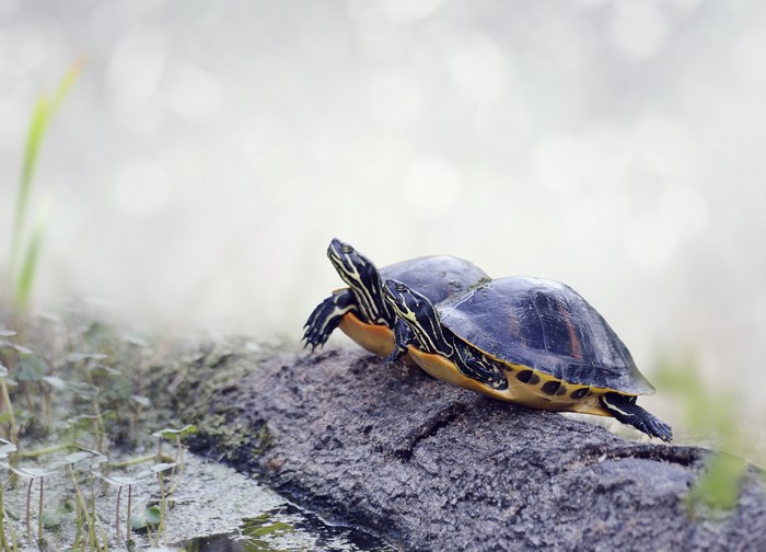 Two painted turtles on a log