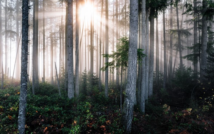 Sunlight filtering through a misty forest with tall trees
