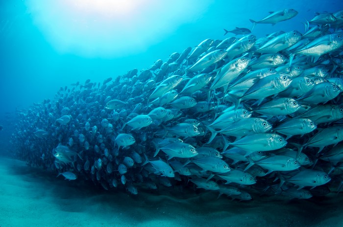 School of Fish in the Ocean