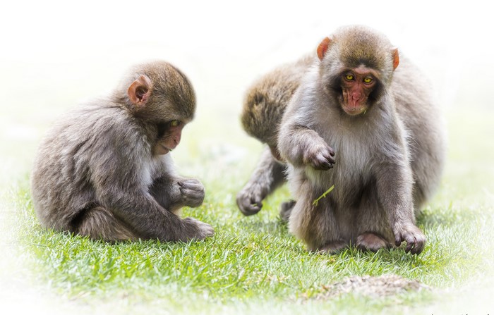 4K Three Young Monkeys on Grass