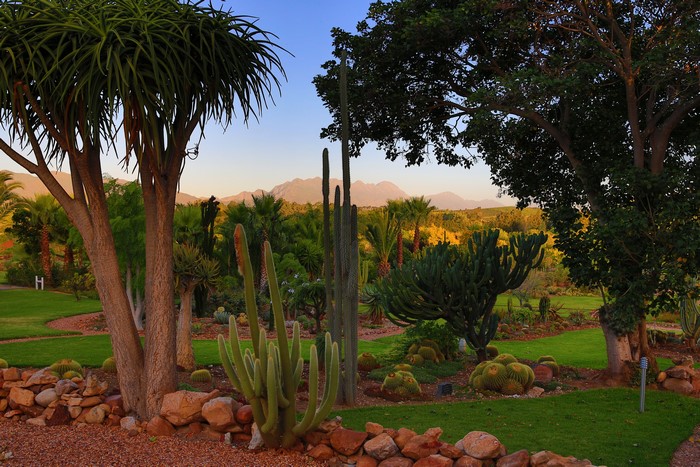 Cactus garden in South Africa with mountains