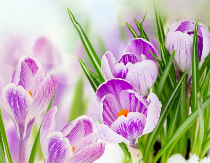 Purple and white crocuses with green leaves
