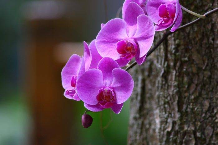 Purple orchids on a tree trunk