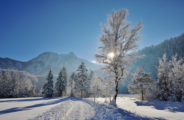 Snowy mountain landscape with trees and a path