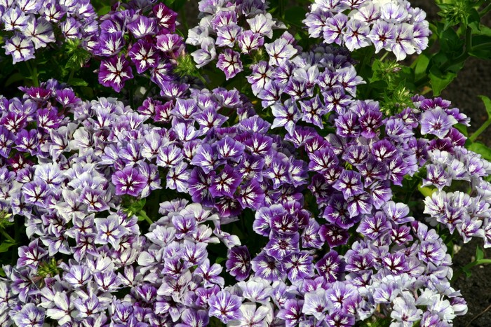 Purple and white phlox flowers