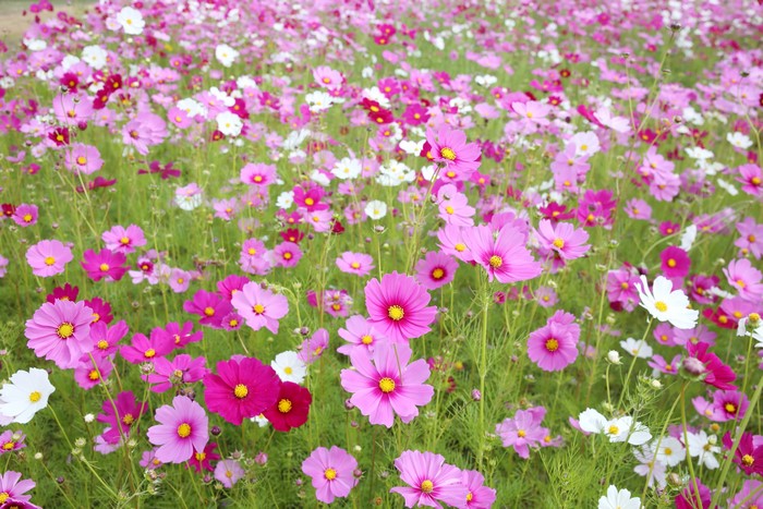 Field of Cosmos Flowers