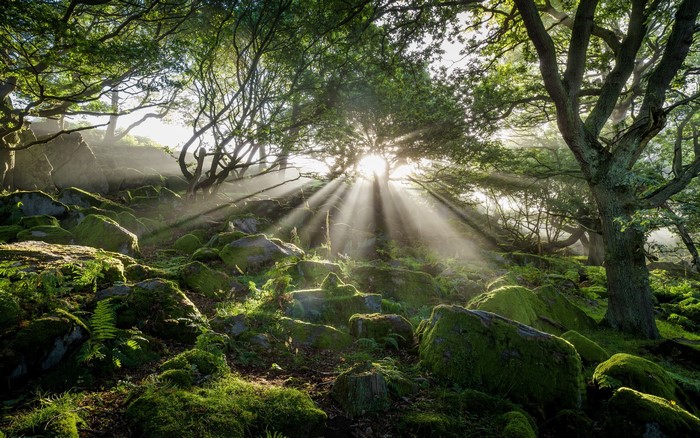 Sunbeams through mossy forest rocks