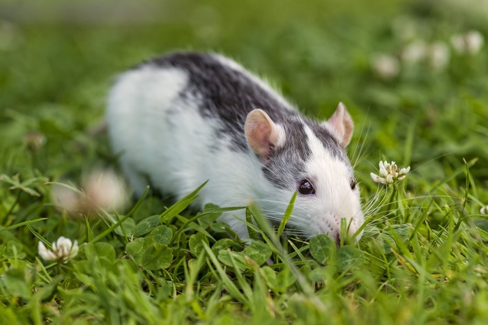 A black and white rat in green grass