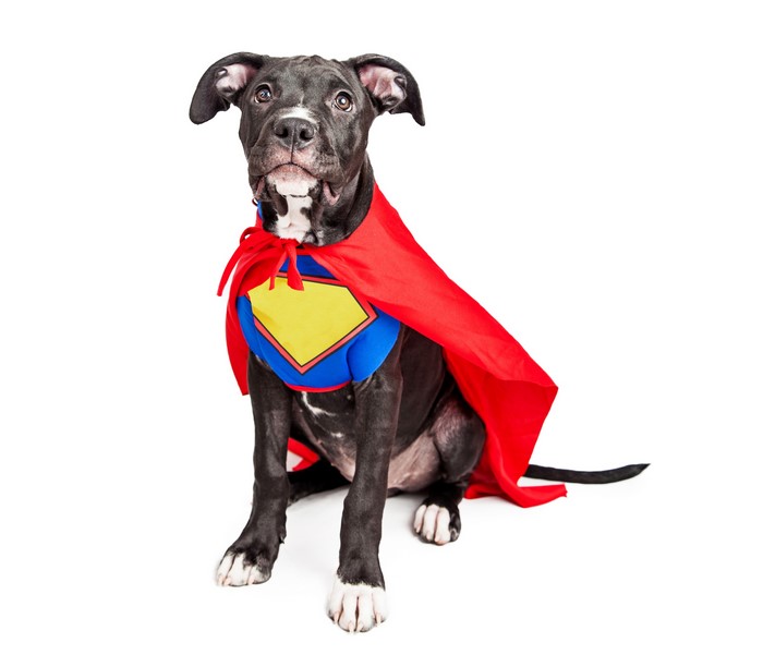 Dog wearing a Superman costume