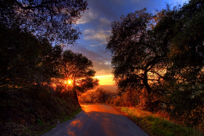 Road through trees at sunset